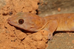 Gehyra robusta