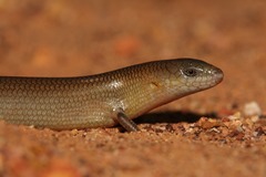 Cyclodomorphus melanops