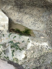 Urospora