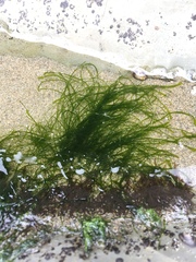 Urospora