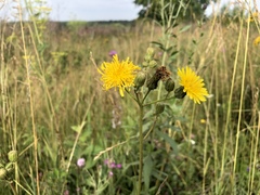 Sonchus arvensis
