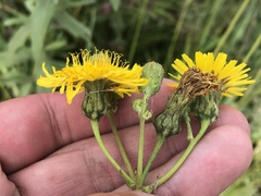 Sonchus arvensis