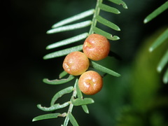 Austroacacidiplosis botrycephalae