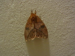 Pseudautomeris salmonea