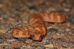 Acanthophis rugosus