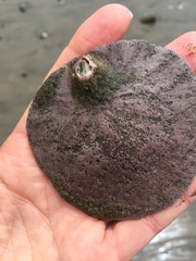 Paraconcavus pacificus