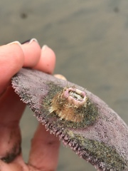 Paraconcavus pacificus