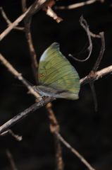 Dophla evelina