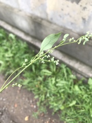 Chenopodium suecicum