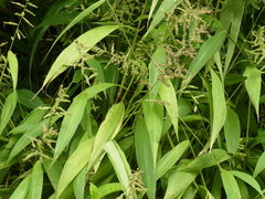 Setaria barbata
