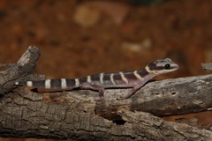 Oedura cincta