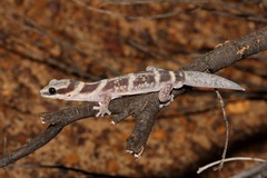 Oedura cincta