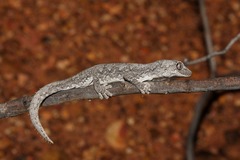 Strophurus krisalys