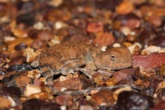 Tympanocryptis intima