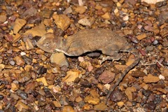 Tympanocryptis intima