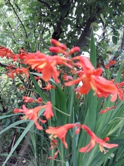 Crocosmia × crocosmiiflora