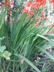 Crocosmia × crocosmiiflora