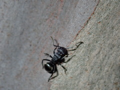Polyrhachis phryne