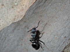 Polyrhachis phryne
