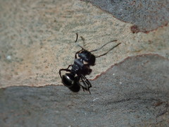 Polyrhachis phryne
