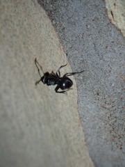 Polyrhachis phryne