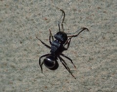 Polyrhachis phryne