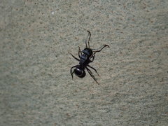Polyrhachis phryne