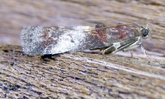 Acrobasis aurorella