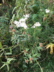 Achillea millefolium