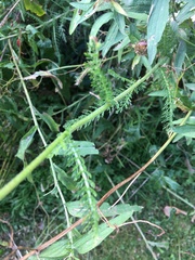 Achillea millefolium