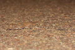 Tympanocryptis intima