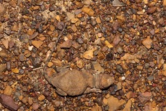 Tympanocryptis intima