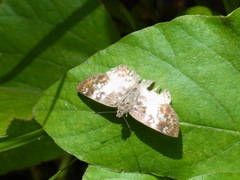 Polyctor polyctor
