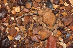 Tympanocryptis intima