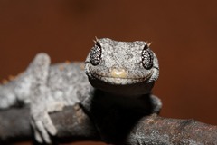 Strophurus krisalys