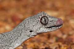 Strophurus krisalys