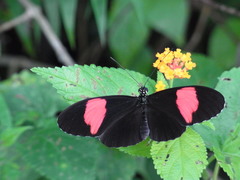 Heliconius melpomene flagrans
