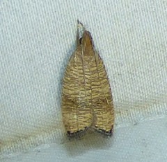 Psilocorsis cryptolechiella
