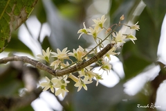 Dendrobium ovatum