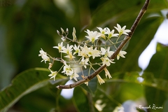 Dendrobium ovatum
