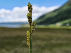 Carex mackenziei