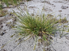 Carex mackenziei
