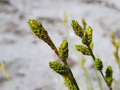 Carex mackenziei