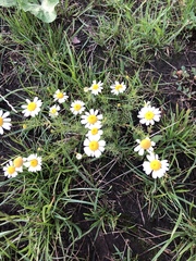 Tripleurospermum inodorum