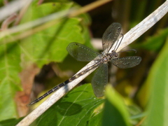 Brachynemurus nebulosus