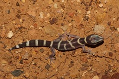 Oedura cincta