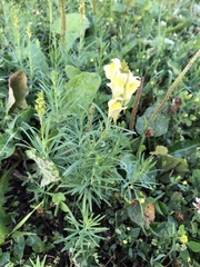 Linaria vulgaris