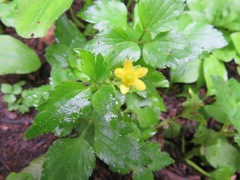 Ranunculus cantoniensis