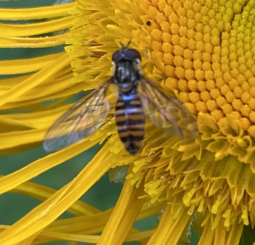 Marmalade hoverfly