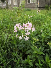 Saponaria officinalis